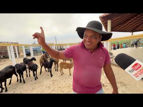 Feira de Ovelha e Suínos em senador Rui palmeira - AL 14 - 07 - 2026 #nordeste 