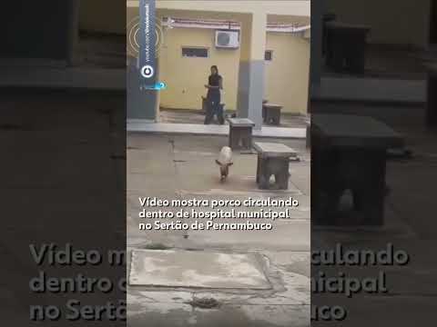 Vídeo mostra porco circulando dentro de hospital municipal no Sertao de Pernambuco