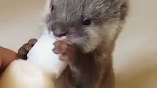 Cucciolo di lontra beve dal biberon