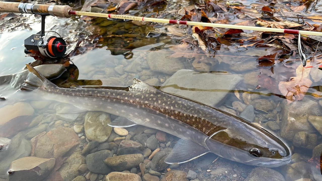 北海道における晩夏から晩秋の渓流ルアーフィッシング 【北海道 渓流ルアー】 Hokkaido. Small Stream Lure Fishing.