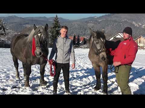 Armasarii lui Alex de la Campulung Moldovenesc, Bucovina --2021 Nou!!!