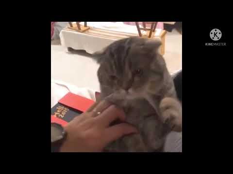 Cat Paw Phone but with meme sounds
