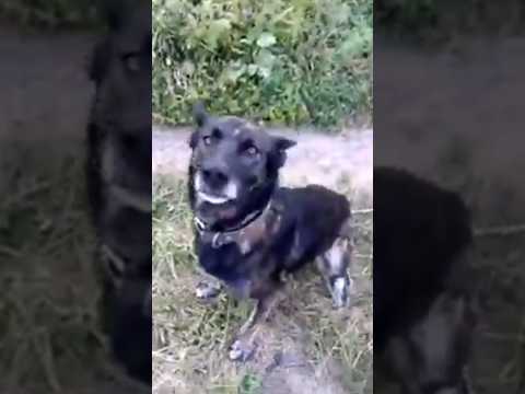 Приехала на дачу, а мне на встречу бежит моя собака, встречает.