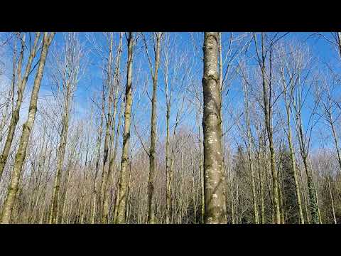 Bergahorn ist ein bliebter Laubbaum im Wald