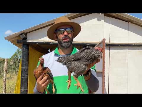 Frango Caipira VS Caipirão. Qual dos dois é a melhor opção para criar ? Descubra Agora!