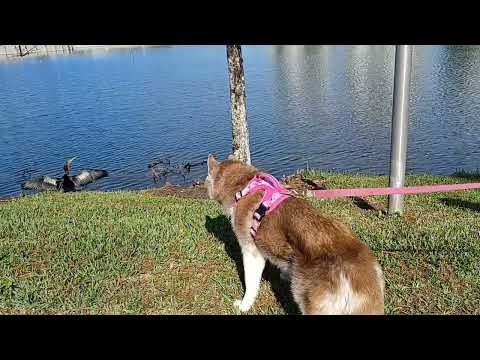 Husky Standoff With a Brazen Bird