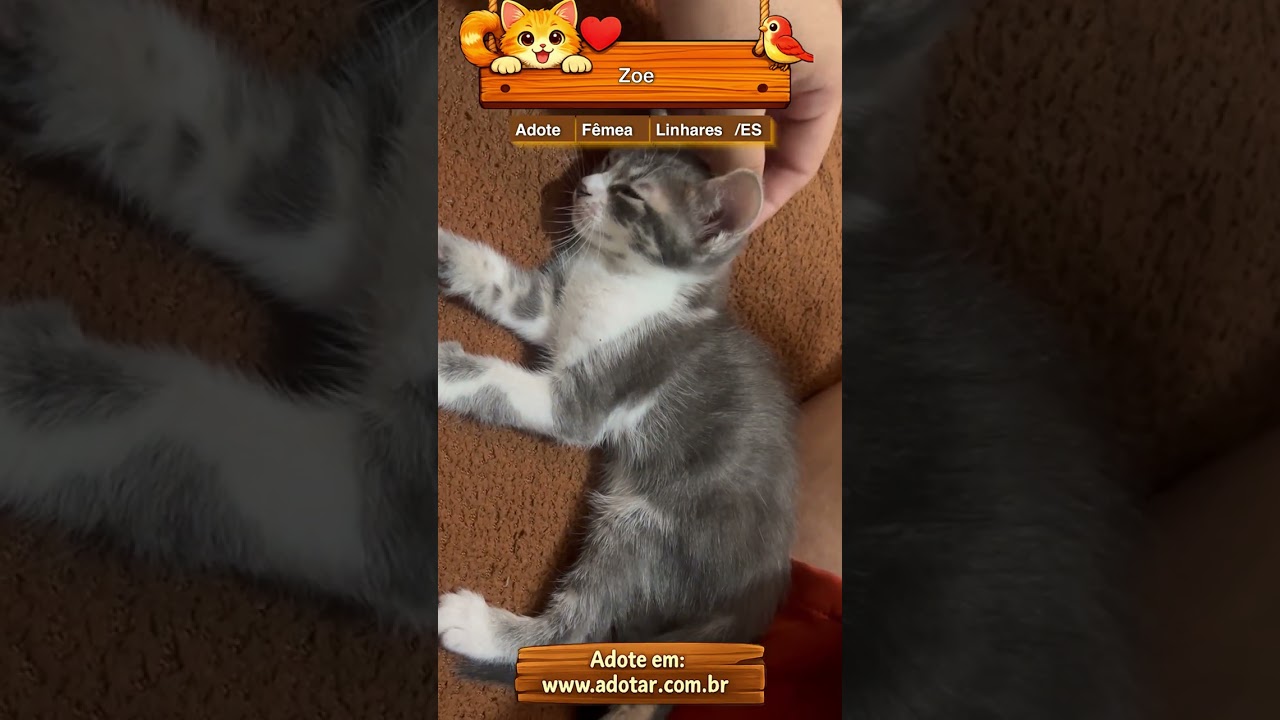 Gato raça Siamês idade 7 a 11 meses nome Zoe