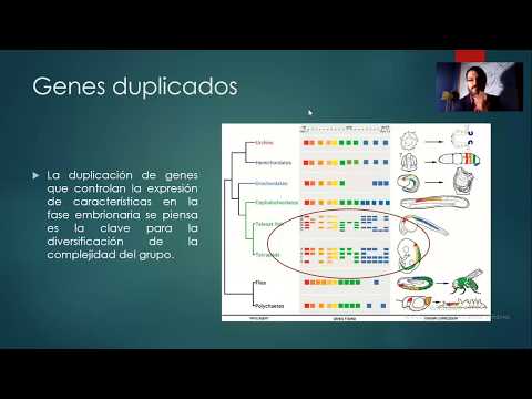 Phylum Chordata: Introduction to the Subphylum Vertebrata