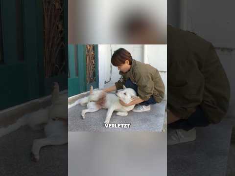 Er wurde von seinem Besitzer immer geschlagen… 🥺 #shorts