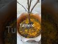 Sukhi Hui Tulsi Ko Kaise Hara Karen