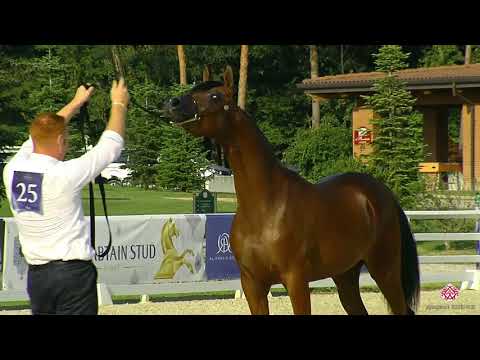 N.25 SHEDIR MONISCIONE - Milan 2020 Arabian Horse Show - Yearling Colts (Class 4A)