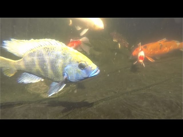 Tropical Fish In Koi Pond...Taking Over!!!