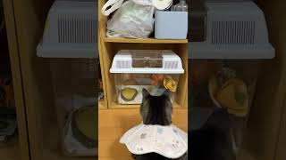 コオロギを食べるカエルを見るネコ