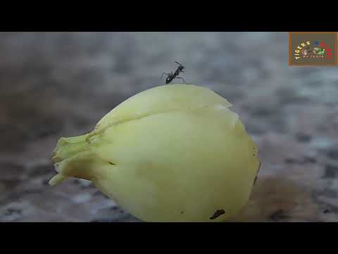 Black ant enjoying fresh Mahua flowers