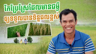 ស្រូវកើតជម្ងឺ ស្រូវមិនបានទិន្នផល កុំទាន់អស់សង្ឃឹម បងប្អូនកែប្រែរបៀបធ្វើ