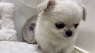 ハーフ犬の動画01