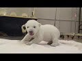 Animals Standing Up For The First Time 