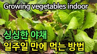 내 집에 미니(Mini) 농장 아주 쉽게 만들기