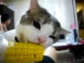 Evil Kitty Cat Kills A Corn On The Cob And Never Thanks The Idians For It