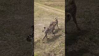 The magnificent four or The cheetah brothers of Masai Mara, Kenya!