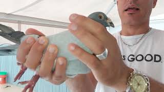 La Paloma de Alto-Vuelo, el palomo Mensajero, y la Campera de Florida. Gerardo y su gran afición.