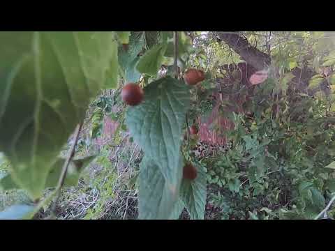 Identifying Hackberry Tree By Berries And Nipple Galls
