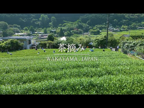 【ドローン】茶摘み（白浜町×Respawn）【総務課】