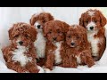 Cavapoo dogs for sale: Leo  - Video 1