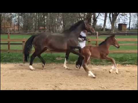 Stutfohlen v CIF-Calido-Carolus