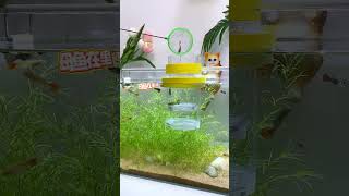 Download lagu Use this double-layer breeding box #fish #guppy #aquascape #aquarium #fishkeepinghobby #fishtank mp3