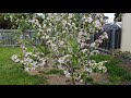 FLOWERS ON GOLDEN DELICIOUS APPLE TREE GOLDEN DELICIOUS APPLE