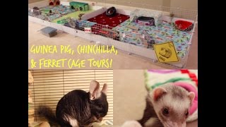 Guinea Pig, Chinchilla, & Ferret Cage Tours
