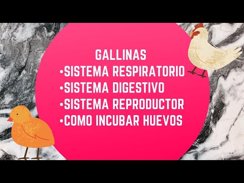 , title : 'Anatomía De Gallinas Y como incubar huevos'