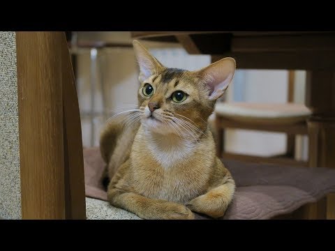 How to Care for Abyssinian Cats - Training Your Cat