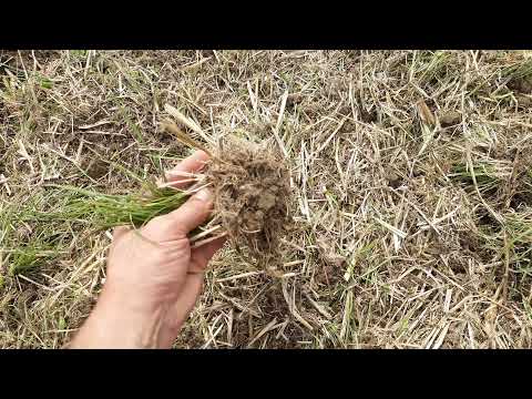 Zwischenfrucht zusätzlich zur Untersaat nach Getreide