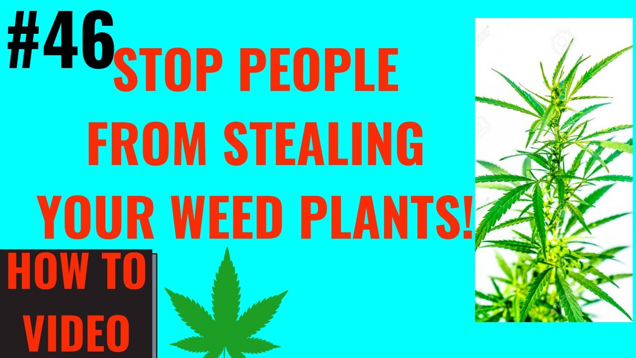How To Prevent People From Stealing Your Weed Plants!!! (Cheap and Effective)