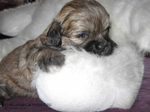 Szczeniaki z miotów- VIS-VITALIS.COM.PL