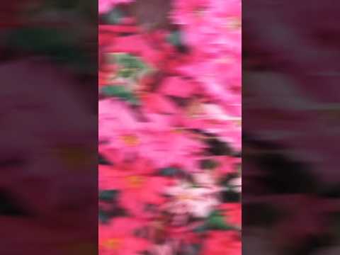 Beautiful Flower in Garden🌷#Dhanvi#short,☘️