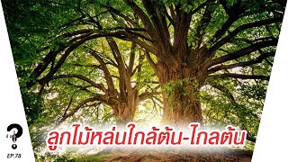 ลูกไม้หล่นใกล้ต้น ไกลต้น อะไรคือปัจจัย | |