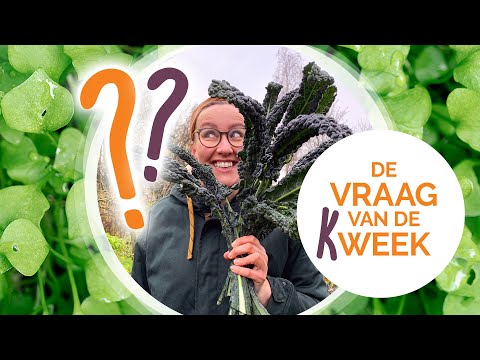 Videoposter