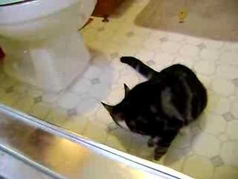 A real Doilly for adoption!