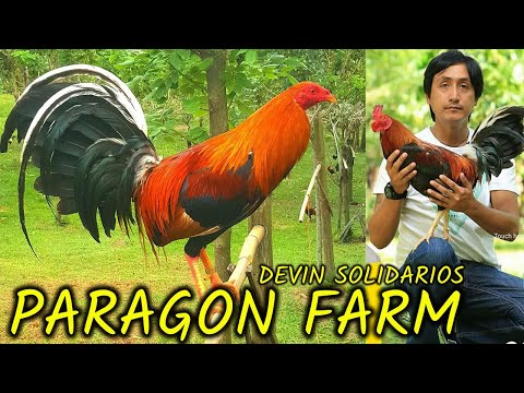 Rafael Nene Abello Possum 226 Sweater Paragon Farm Visit