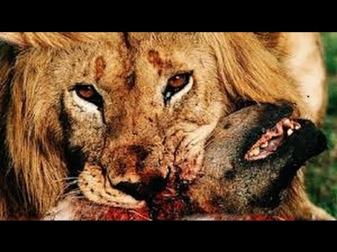 Lion Documentary - Lions Vs Hyenas: Super Killer Machines   National Geographic Documentary