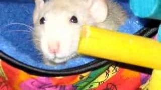 I Think I Smell A Rat