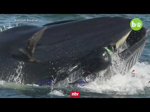 Drama im Meer vor Südafrika: Riesiger Wal packt deutschen Taucher