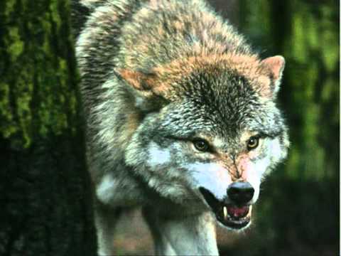 Prinz Pi - Behutsame Einführung feat. E-Rich (o . +)