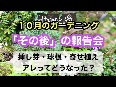 夏に球根を植える 8月下旬にマドンナリリーを植える 9月