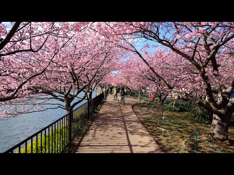河津桜 KAWAZU Sakura  2023 4K 60fps cherry blossom Walk