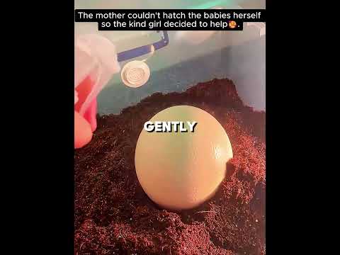 Ihre Güte rettete das Straußenbaby 🐦❤️ #shorts #birds