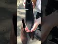 Черевики козаки жіночі замшеві байка 592938 Чорні Відео